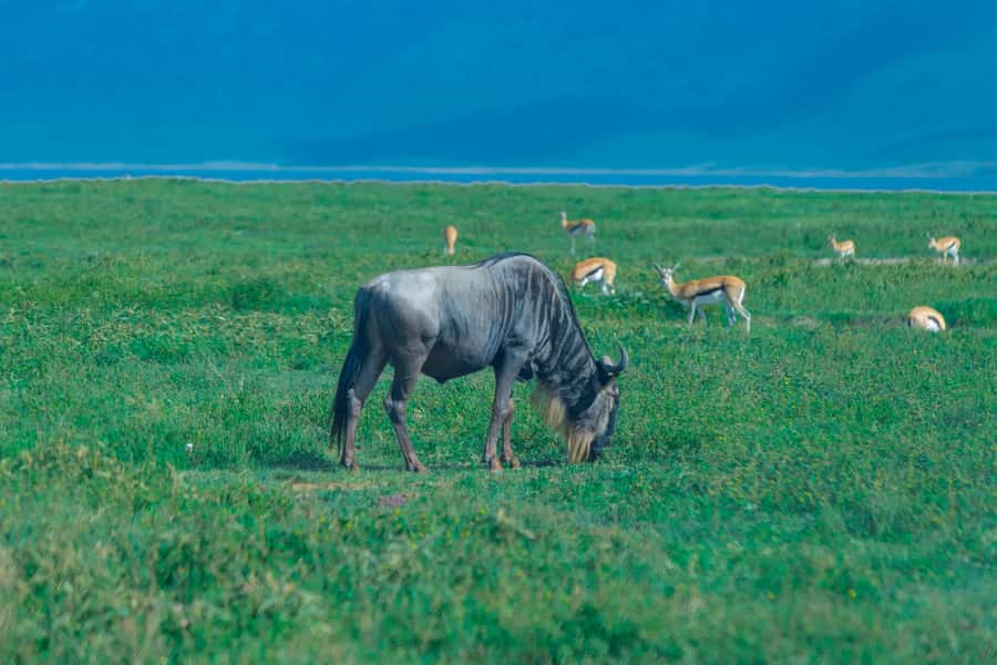 Ngorongoro Crater: Full-Day Safari Tour - Descending into the crater