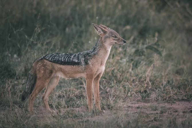 Northern-circuit Adventure - Four days across Tanzania’s northern safari country