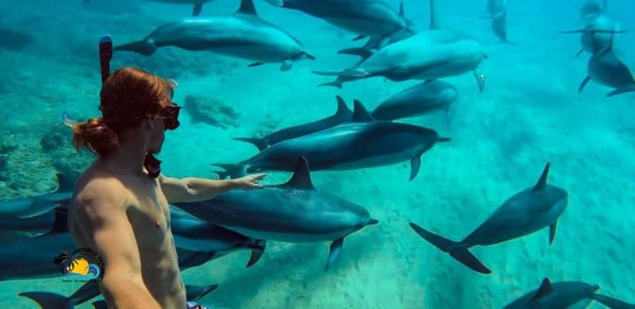 Nungwi: Mnemba Atoll Dolphins Tour with Snacks | Half-day - Key points to know before you book