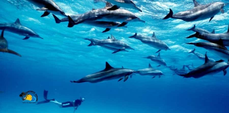 Nungwi: Mnemba Atoll Dolphins Tour with Snacks | Half-day - From Nungwi to the open sea