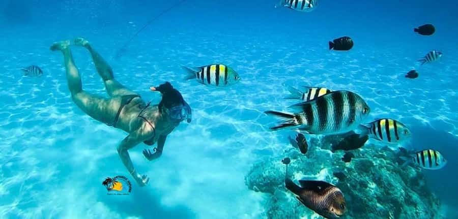 Nungwi: Mnemba Atoll Dolphins Tour with Snacks | Half-day - Who will enjoy this half-day trip