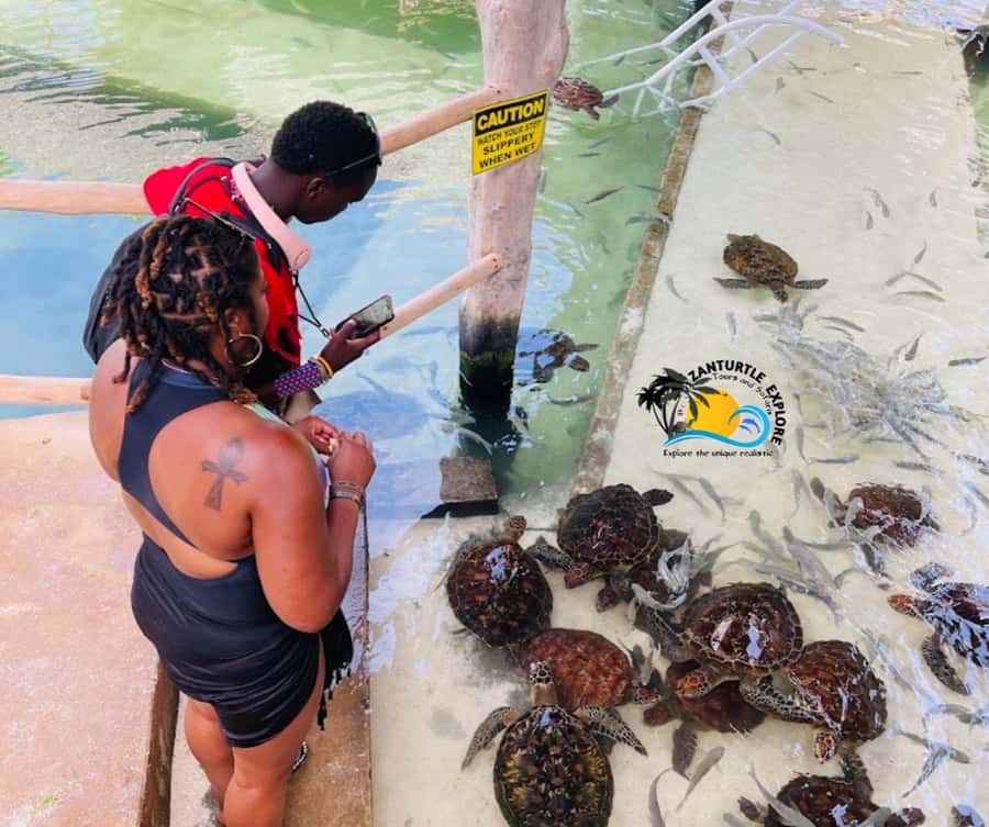 Nungwi: Swimming with Turtles at The Lagoons Zanzibar - Key points at a glance