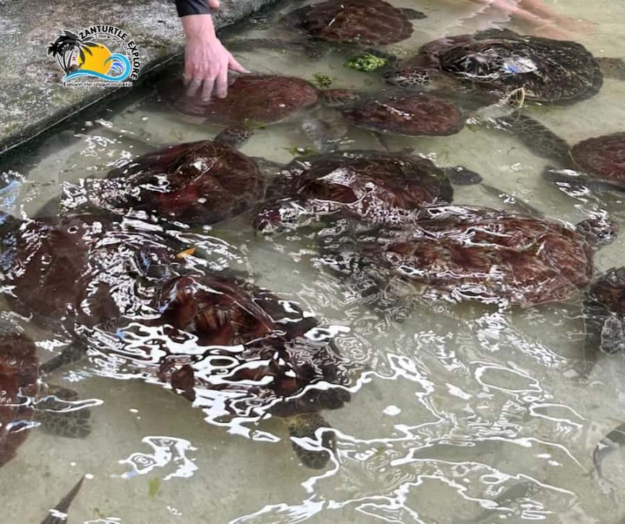Nungwi: Swimming with Turtles at The Lagoons Zanzibar - From your hotel in Nungwi to The Lagoons Zanzibar