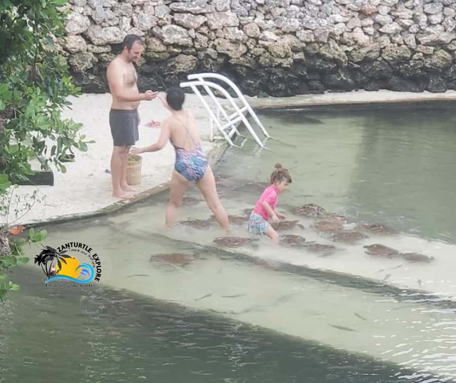 Nungwi: Swimming with Turtles at The Lagoons Zanzibar - Swimming, snorkeling, and taking photographs