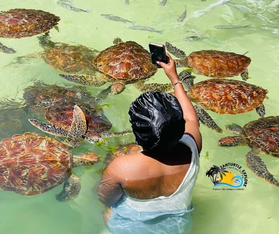 Nungwi: Swimming with Turtles at The Lagoons Zanzibar - Meeting turtles in protected lagoon pools