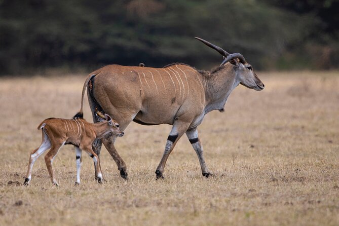 Off the Beaten Track Safari in Arusha Tanzania - Arusha arrival and the first night