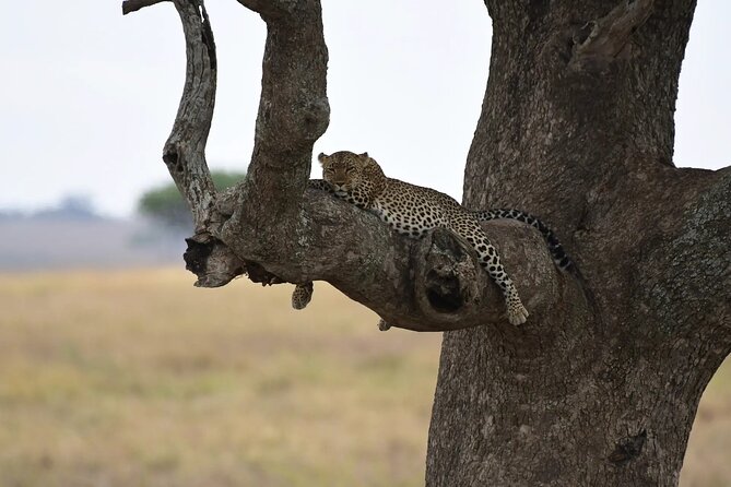 Off the Beaten Track Safari in Arusha Tanzania - What the $2,500 group price really means