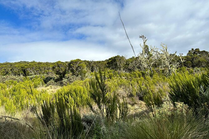 One Kilimanjaro Day hike Tour ISMANI TOURS AND SAFARIS - Mandara Hut at 2,743 meters