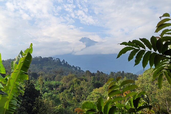 Organic Coffee Tour and Local Food Experience in Arusha - Coffee begins in the garden, not the cup