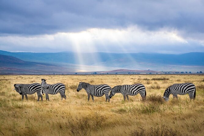 Outstanding day trip to Tarangire National Park - Why Tarangire works so well as a one-day safari