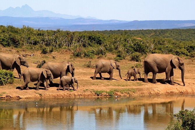 Outstanding day trip to Tarangire National Park - The value of a $295 safari