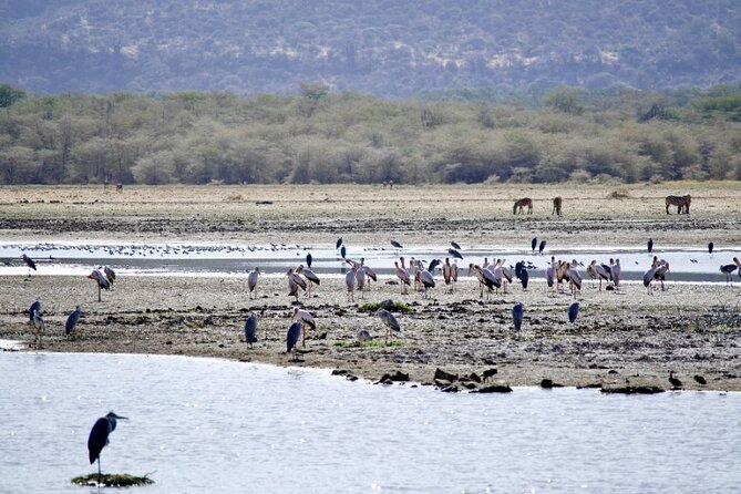 Outstanding day trip to Tarangire National Park - Who should book this Tarangire day trip