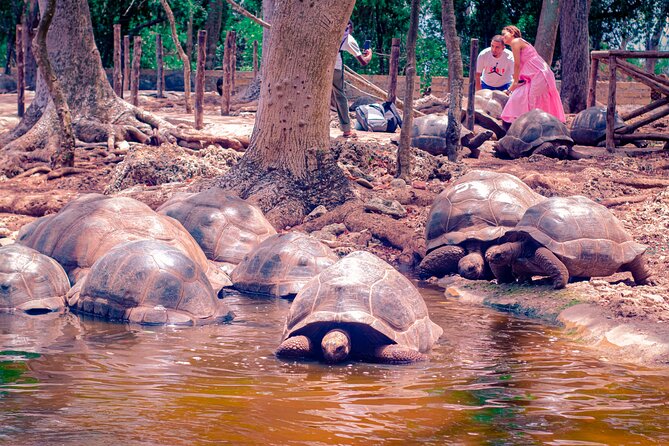 Prison Island And Nakupenda Sandbank Excursion - What to expect from the boat and water time