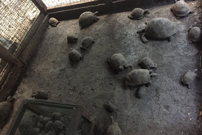 Prison Island and Stone Town Private Tour - The strengths and limits of the island visit