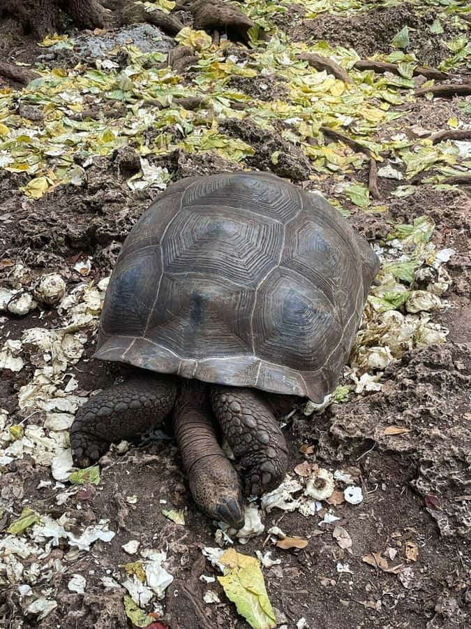 Prison Island, Sea Turtles, Rock Restaurant & Relax in Beach - Who will get the most from this tour