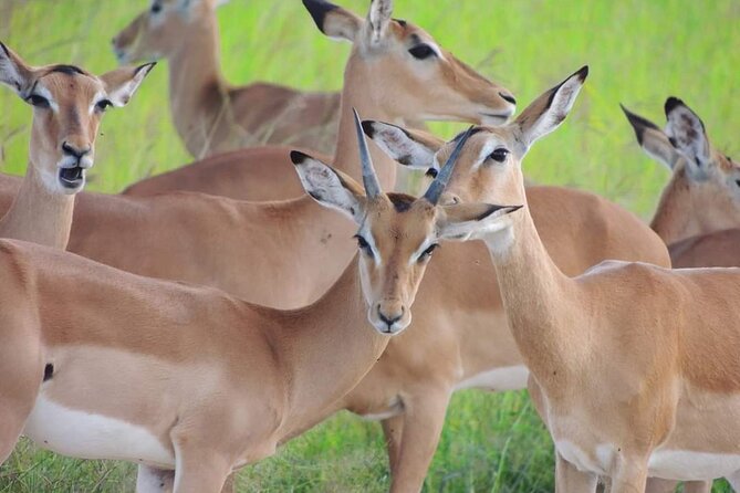 Private 3 Days 2 Nights Mikumi Adventures - Food, accommodation, and daily comfort