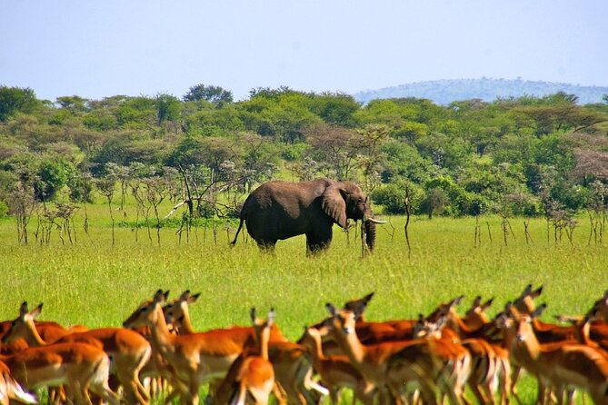 Private 3 Days 2 Nights Mikumi Adventures - Who should book this three-day safari?