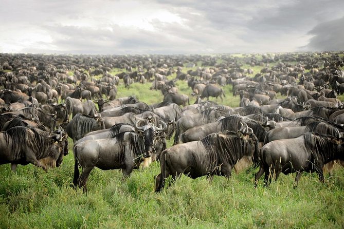 Private 4-Days Northern Circuit National Parks in Tanzania - Key points to know before booking