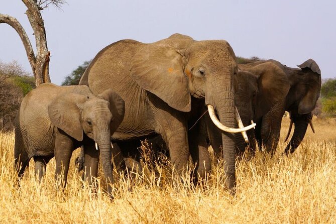 Private 4-Days Northern Circuit National Parks in Tanzania - What this private Northern Circuit safari is really offering