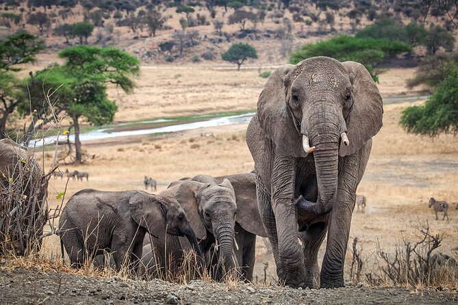 Private 4-Days Northern Circuit National Parks in Tanzania - Day 3: The long road to Serengeti National Park