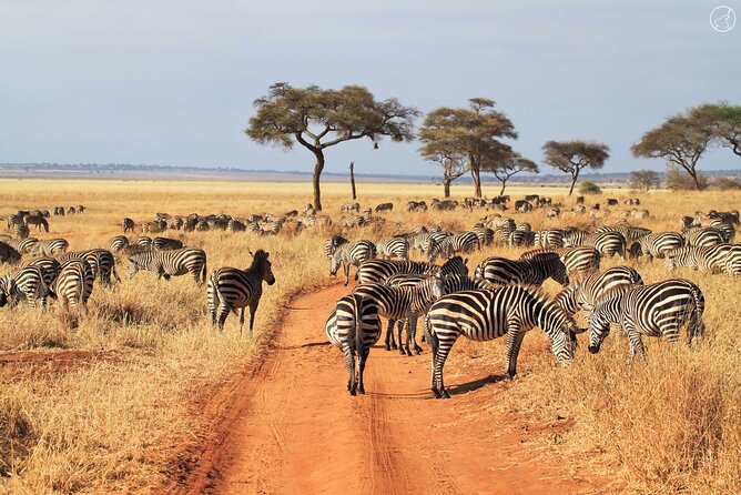 Private 4-Days Northern Circuit National Parks in Tanzania - What the $2,575 price means