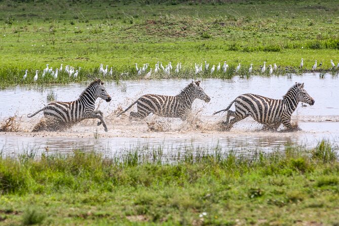 Private 5-Days Serengeti Trails with Kojuu Safaris - Day 3: A full day among Serengeti wildlife