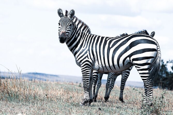 Private 5-Days Serengeti Trails with Kojuu Safaris - Day 1: A soft landing in Arusha