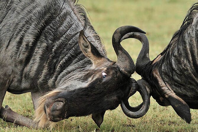 Private 6-Day Great Migration Ndutu Serengeti Safari Tour - Why Ndutu makes this six-day route special