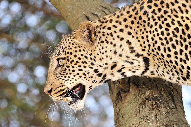 Private 6-Day Great Migration Ndutu Serengeti Safari Tour - Day 5: leaving the plains for Ngorongoro Crater