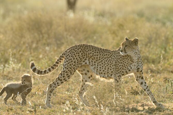 Private 6-Day Great Migration Ndutu Serengeti Safari Tour - Day 1 in Arusha: a useful arrival night