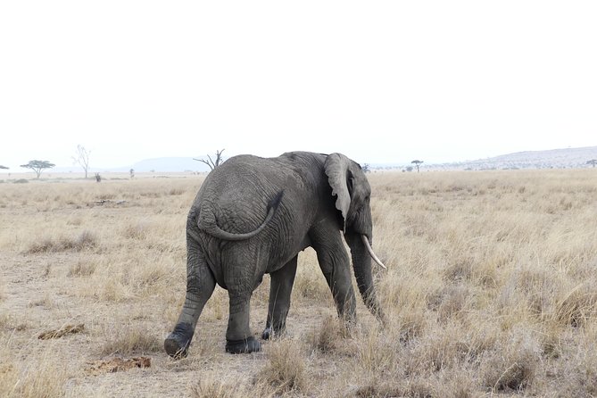 Private 6-Day Tarangire Manyara Crater and Serengeti with Mid-Range Lodges - Why this six-day route works