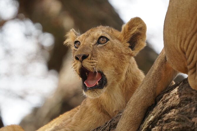 Private 6-Day Tarangire Manyara Crater and Serengeti with Mid-Range Lodges - Day four: a full Serengeti wildlife day