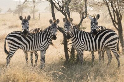 Private 6-Day Tarangire Manyara Crater and Serengeti with Mid-Range Lodges