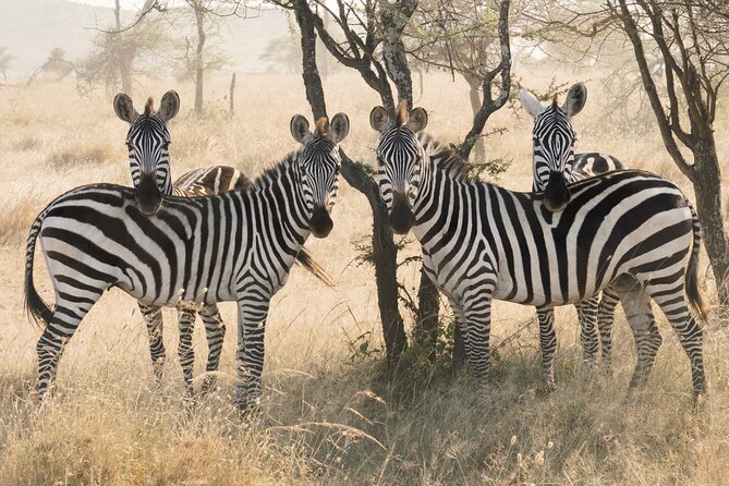 Private 6-Day Tarangire Manyara Crater and Serengeti with Mid-Range Lodges - Day two: elephants and dry-season wildlife in Tarangire