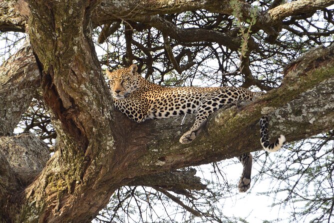 Private 7-Day Tanzania Camping Safari - Days 2 to 5: Four ways to experience the Serengeti