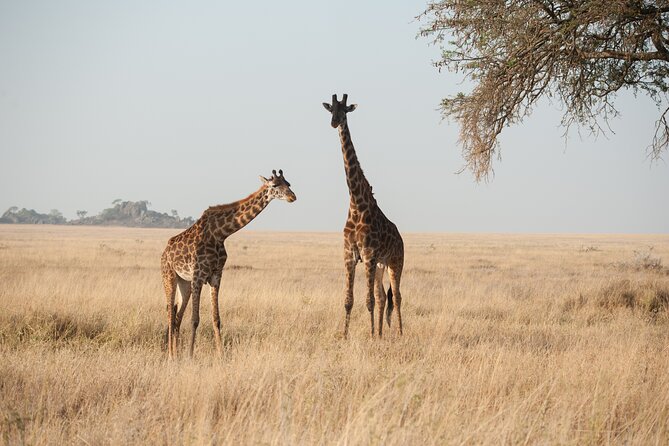 Private 7-Day Tanzania Camping Safari - Olduvai Gorge and Ngorongoro Conservation Area