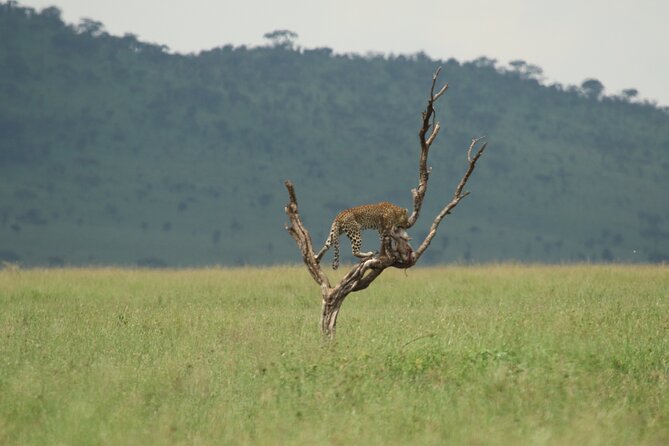 Private 7-Day Tanzania Camping Safari - Day 7: Six hours on the crater floor