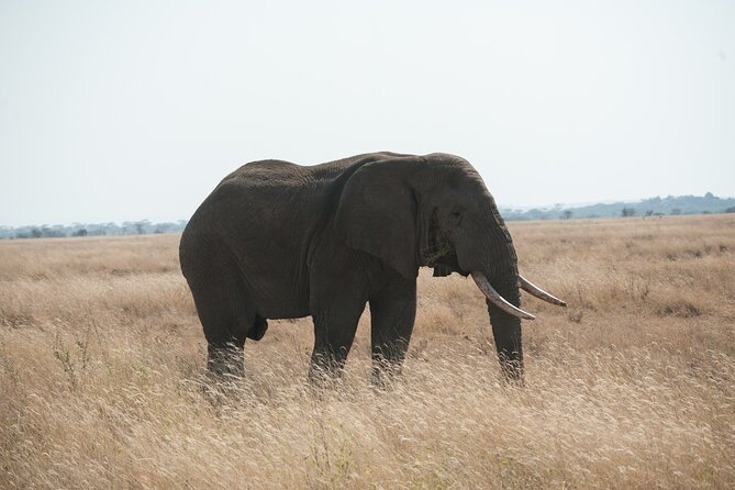 Private 7-Day Tanzania Camping Safari - What camping is really like on this safari