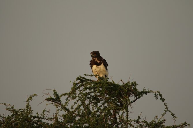Private 7-Day Tanzania Camping Safari - Day 1: Tarangire and the road toward the Serengeti