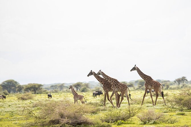 Private 7 Days Classic Safari Tour in Tanzania - Day 2: Tarangire’s elephants and baobabs