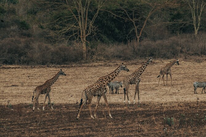 Private Cycle to Kilimanjaro Bike Park Safari - Starting around Tingatinga with Kilimanjaro in view