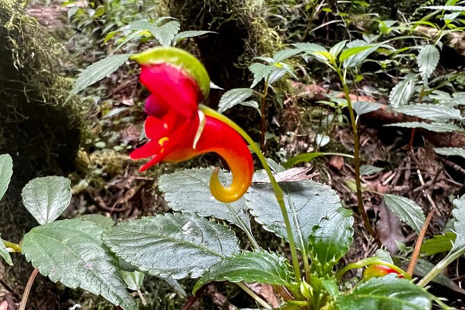 Private Day Tour Kilimanjaro Hike - The descent and the long ride home