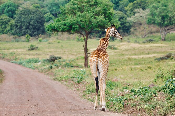 Private Day Trip to Arusha National Park with a Walking Safari - A private group changes the feel of the day