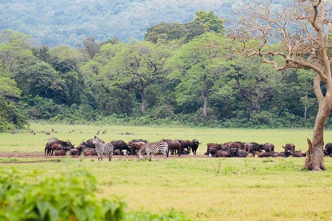 Private Day Trip to Arusha National Park with a Walking Safari - What the $400 price includes