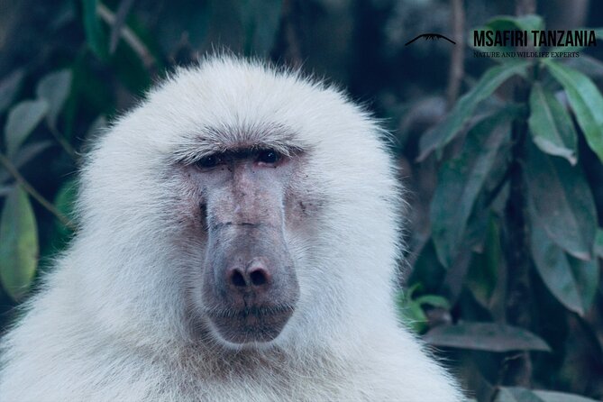 Private Day Trip to Arusha National Park with a Walking Safari - The 7:00 am start from Moshi