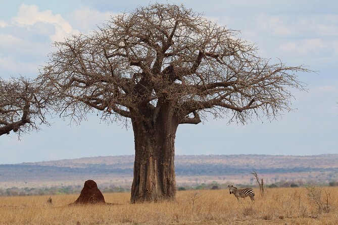 Private Day Trip to Tarangire National Park - Key points to know before booking