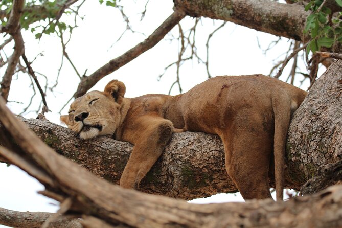 Private Day Trip to Tarangire National Park - Why Tarangire works for a one-day safari
