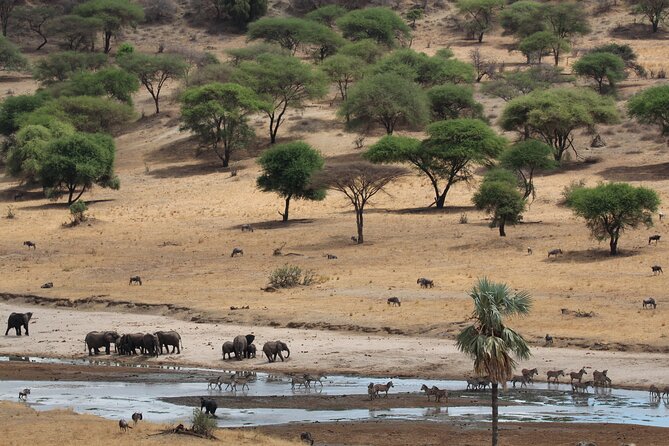 Private Day Trip to Tarangire National Park - Entering Tarangire among baobabs and elephants