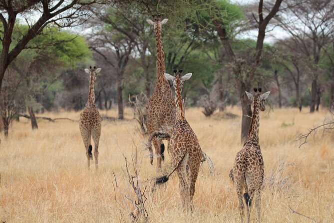 Private Day Trip to Tarangire National Park - Wildlife sightings, from giraffes to big cats