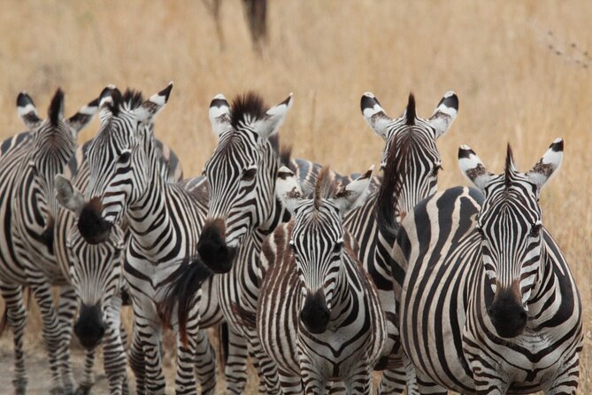 Private Day Trip to Tarangire National Park - Price, timing, and who gets the best value